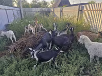 Ziege, Alpine goat — Foto 7