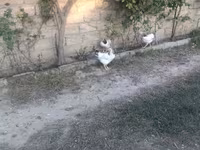 Chickens — Foto 1