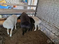 公羊, Sheep — 照片 3