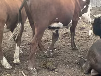 Toro, Simmental cattle — foto 5