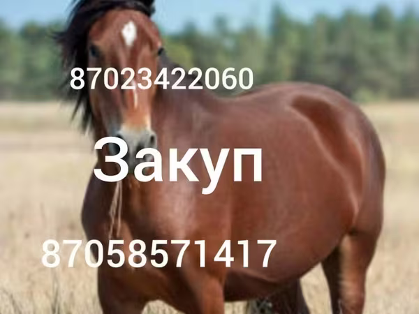 Mare, Horses