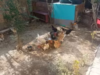 Chickens — الصورة 8