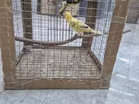 Kanareyka cütü və qəfəs dəsti - Növ: Kanareyka (iki quş – biri sarı — photo 3