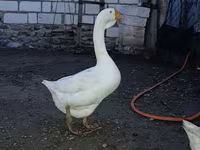 Geese — 1-rasm