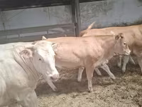 गाय, Blonde d’Aquitane cattle — फ़ोटो 6