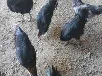 Australian Pit Game fowl — Foto 3