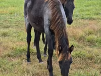 فرس, Rocky Mountain Horse — الصورة 7