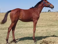 Hengst, Thoroughbred horse — Foto 2
