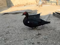 Domestic Muscovy — 8-rasm