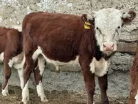 Toro, Vaca kazaja de cabeza blanca — foto 2