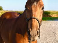 Hengst, Quarter Horse — Foto 3