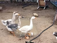 Geese — 照片 5