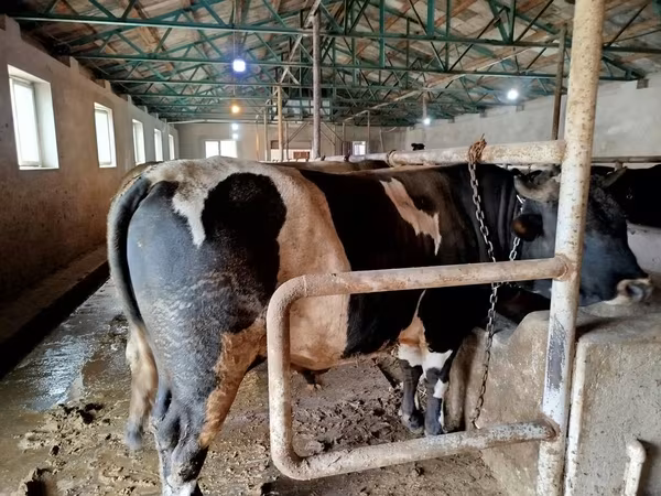Buğa, Russian Black pied cattle