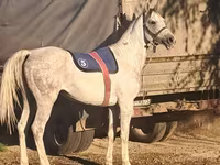 Hengst, Arabian horse — Foto 2