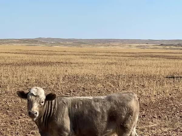 Bulle, Swiss cattle
