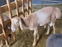 كبش, Edilbay sheep — الصورة 4
