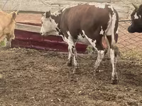 Toro, Simmental cattle — foto 2