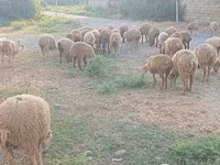 Ovejas (lote, sexo no especificado), Ovejas — foto 1