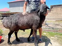 Ram, Sheep — photo 5