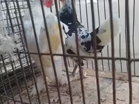 Chickens — 2-rasm