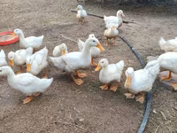 American Pekin — Foto 2