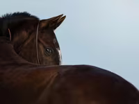فرس, Akhal-Teke — الصورة 1