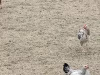 चेक गोल्ड ब्रिंडल्ड हेन — फ़ोटो 3