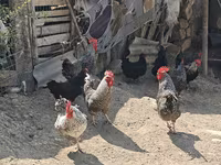 Chickens — फ़ोटो 5