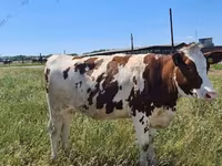 母牛, Holstein breed — 照片 1
