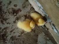Ducks — 1-rasm