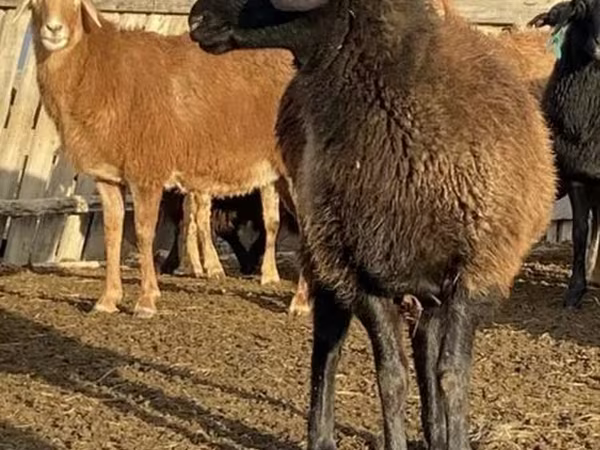 Schaf, Edilbay sheep