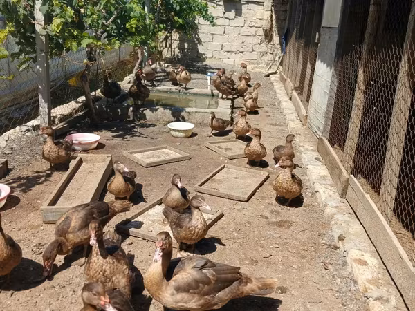 Ducks