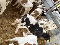Bulle, Simmental cattle — Foto 1