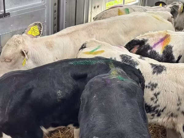 Bovinos (lote, sexo no especificado), Simmental cattle