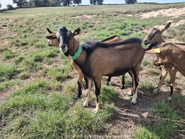 Goat, Alpine goat