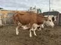 Сиыр, Simmental cattle — 7-сурет