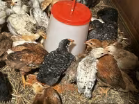 Chickens — Foto 4