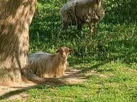 भेड़ें (लॉट, लिंग निर्दिष्ट नहीं), भेड़ — फ़ोटो 4
