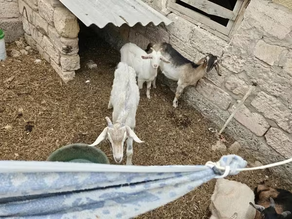 Cabro, Cabras