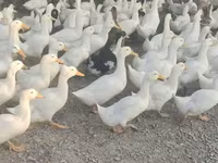 Deutscher Pekin — Foto 1