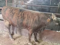 Bulle, Simmental cattle — Foto 5