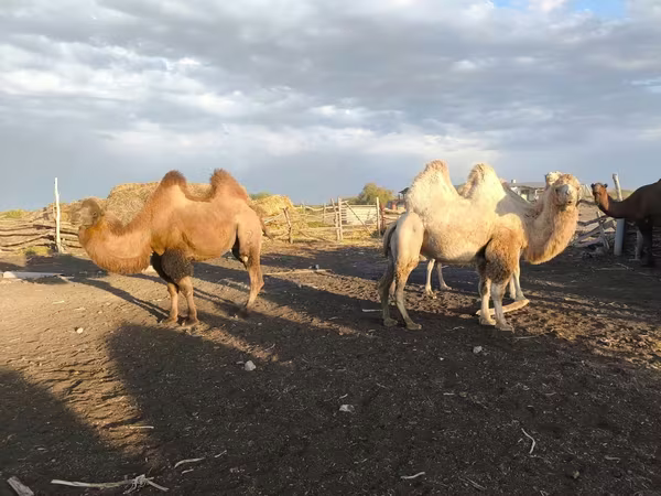 ناقة, Kazakh Bactrian camel