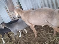 公羊, Hissar sheep — 照片 3