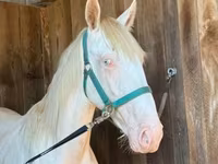 Hengst, Rocky Mountain Horse — Foto 7