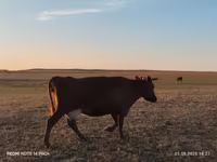 Vaca, Ganado vacuno — foto 1