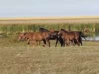 Horse (M), Horses — photo 5