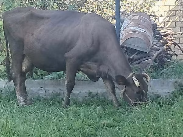 Vaca, Swiss cattle