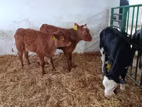 Vaca, Vaca Limousin — foto 4