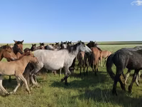 فرس, Kazakh horse — الصورة 3