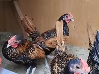 سيبرايت — الصورة 1